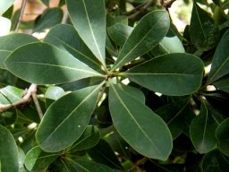 Pavetta gardeniifolia var. gardeniifolia