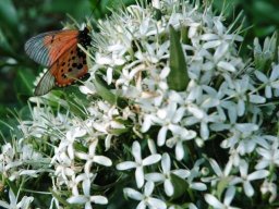 Pavetta lanceolata flower and butterfly