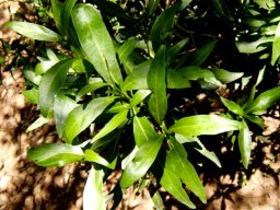 Pavetta lanceolata leaves