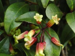 Peddiea africana flowers