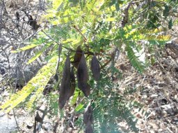 Peltophorum africanum pods