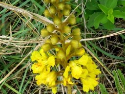 Peltophorum africanum inflorescence
