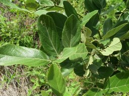 Philenoptera violacea summer leaves