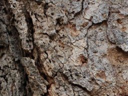 Philenoptera violacea bark