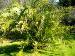 Phoenix reclinata