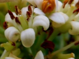 Pittosporum viridiflorum flowers