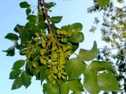 Canthium armatum