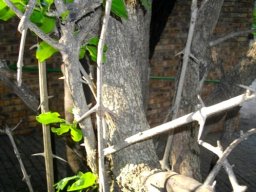 Canthium armatum stems and spines