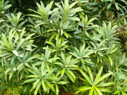 Podocarpus elongatus