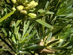 Podocarpus elongatus young male cones