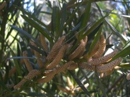 Podocarpus elongatus male cones