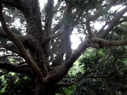 Podocarpus falcatus big branches