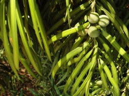 Podocarpus henkelii
