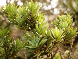 Podocarpus latifolius