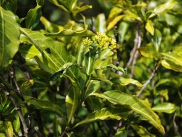 Psychotria capensis subsp. capensis