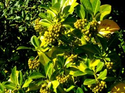 Psychotria capensis subsp. capensis green fruit
