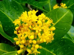 Psychotria capensis subsp. capensis flowers