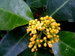 Psychotria capensis subsp. capensis buds