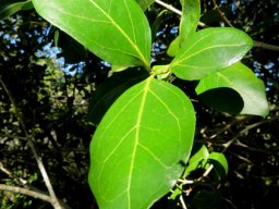 Psydrax obovata subsp. obovata
