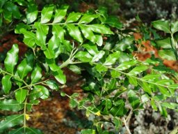 Ptaeroxylon obliquum leaves