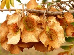 Pterocarpus angolensis pods