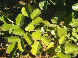 Pterocarpus rotundifolius subsp. rotundifolius leaves