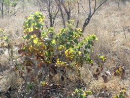 Pterocarpus rotundifolius subsp. rotundifolius