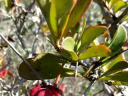 Putterlickia pyracantha fruit
