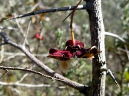 Putterlickia pyracantha capsule extended