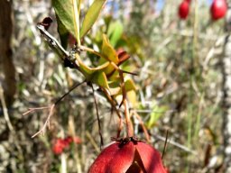 Putterlickia pyracantha capsule half open
