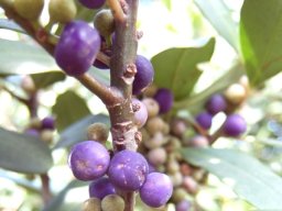 Rapanea melanophloeos fruit