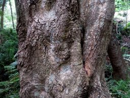 Rapanea melanophloeos old bole