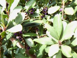 Rapanea melanophloeos stem-tip leaves