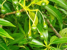Rauvolfia caffra