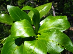 Rothmannia capensis shiny leaves