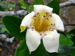 Rothmannia capensis flower