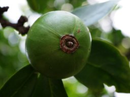 Rothmannia capensis fruit