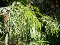 Salix mucronata subsp. woodii