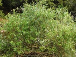 Salix mucronata subsp. woodii in a riverbed