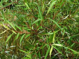 Salix mucronata subsp. woodii leaves
