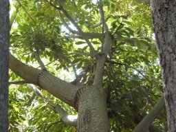 Schefflera umbellifera