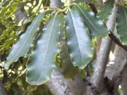 Schefflera umbellifera leaves