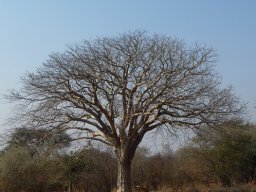 Schinziophyton rautanenii 