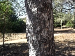 Sclerocarya birrea subsp. caffra stem