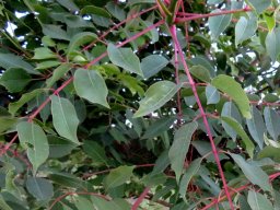 Sclerocarya birrea subsp. caffra young leaves