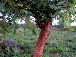 Sclerocarya birrea subsp. caffra young stem
