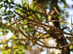 Scolopia zeyheri spines