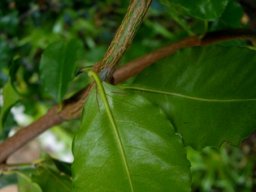 Scutia myrtina lower leaf surfaces