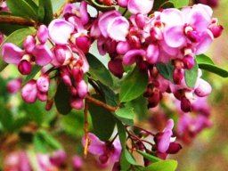 Securidaca longepedunculata flowers