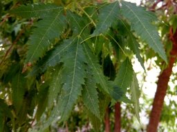 Smodingium argutum leaves